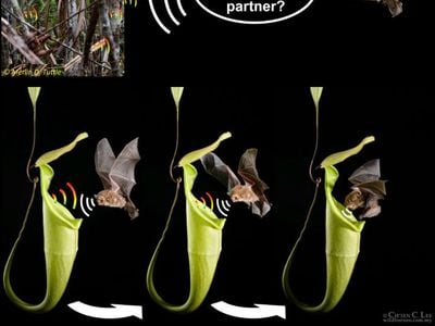 A graphical abstract from the paper shows the bat approaching its pitcher plant partner.