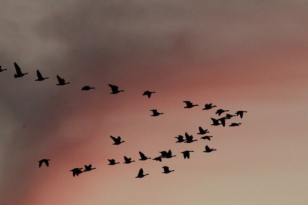 migrating waterbirds
