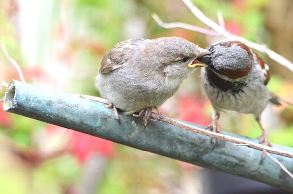 Sparrow Feeding Fledgling thumbnail