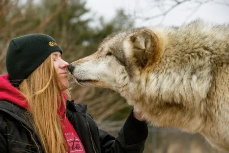 A captive wolf greets a stranger in an experiment testing the sociability of dogs and their ancestors
