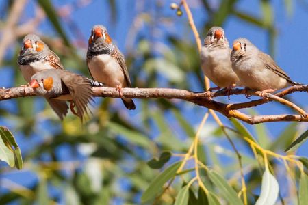 Young birds that grew up with added urban background noise showed signs of faster aging than birds without. 
