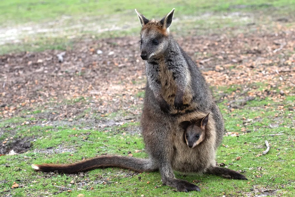 Swamp wallaby with joey in her pouch