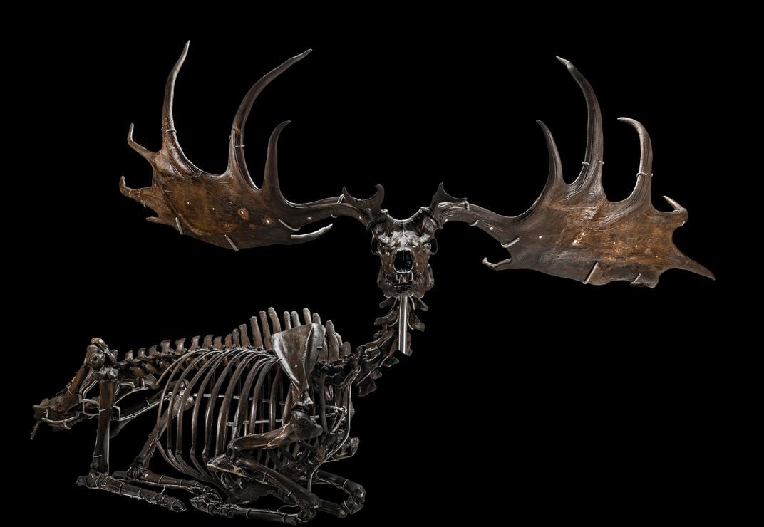 Irish Elk