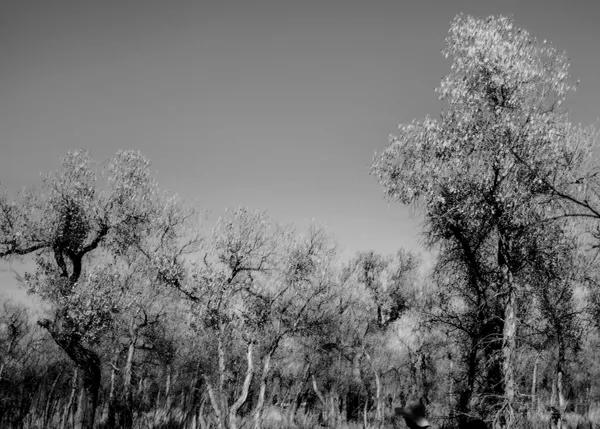 The Tree's Form thumbnail