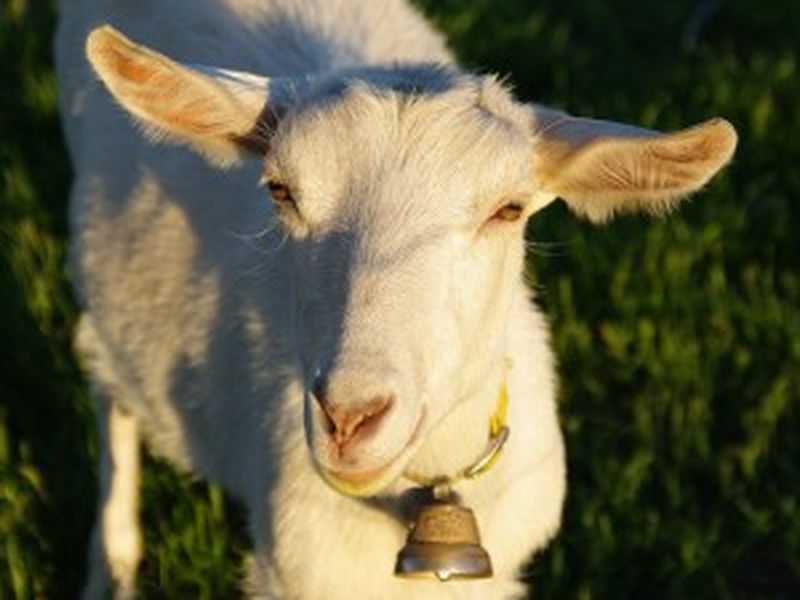 Yard Goats reveal new uniforms