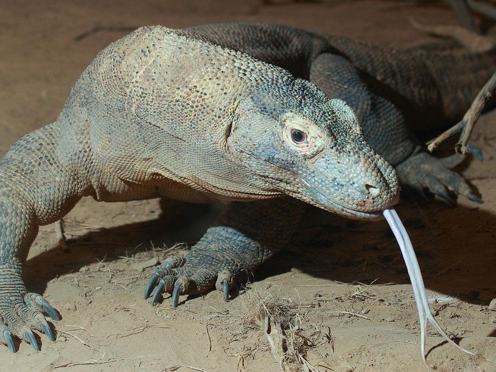 Finally met the majestic yet terrifying Komodo Dragons! Indonesia