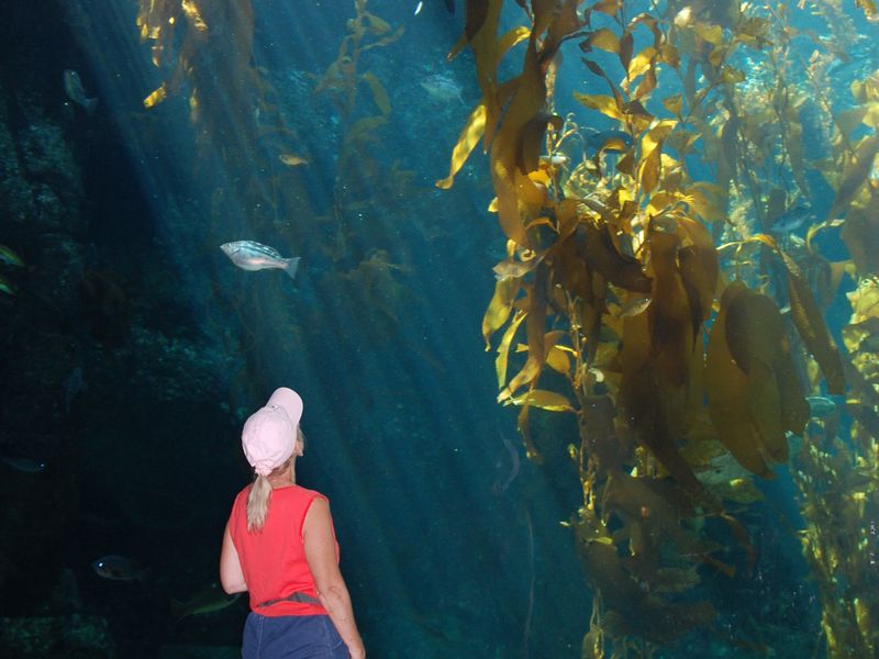 San Diego Aquarium of the Pacific Smithsonian Photo Contest