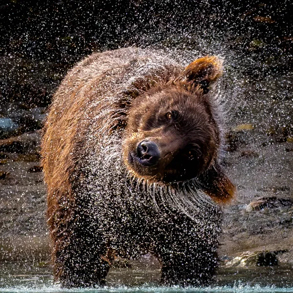 Brown Bear, Brown Bear, What Do You See? thumbnail