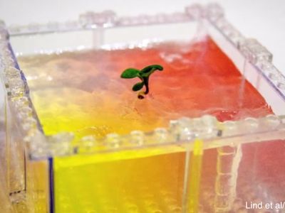 Legos can not only build great castles and towers for play — they could also offer the most affordable way to study plant root growth yet.