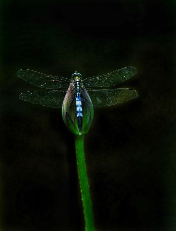 Perch thumbnail