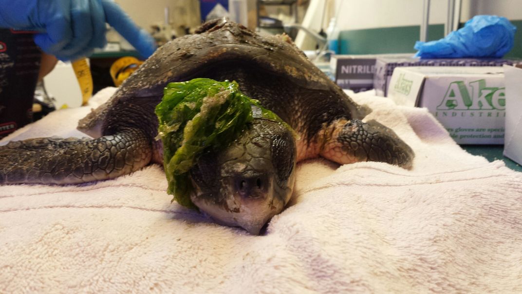 Why Are Endangered Sea Turtles Showing Up Cold and Seemingly Lifeless on Northeastern Shores? 