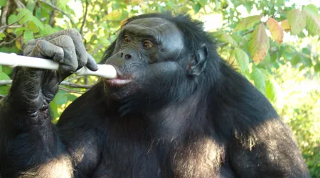 Kanzi the bonobo is quite the musician