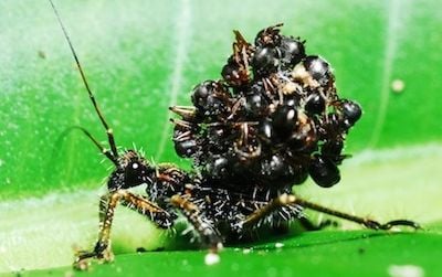This modern-day assassin bug stacks dead ant bodies on its back to confuse predators.
