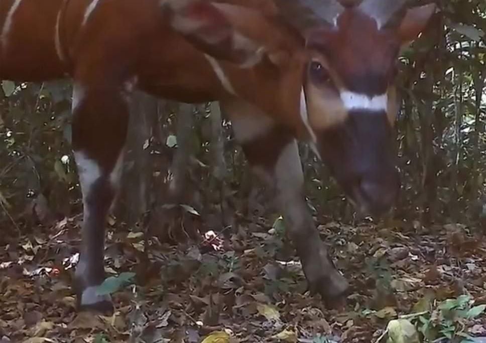 Bongo