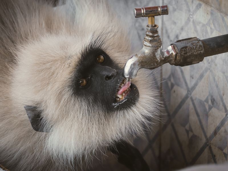 A monkey drinking water from a tap Smithsonian Photo Contest
