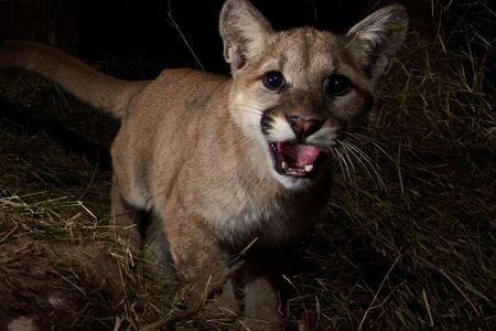 A mountain lion kitten in Malibu Creek State Park.