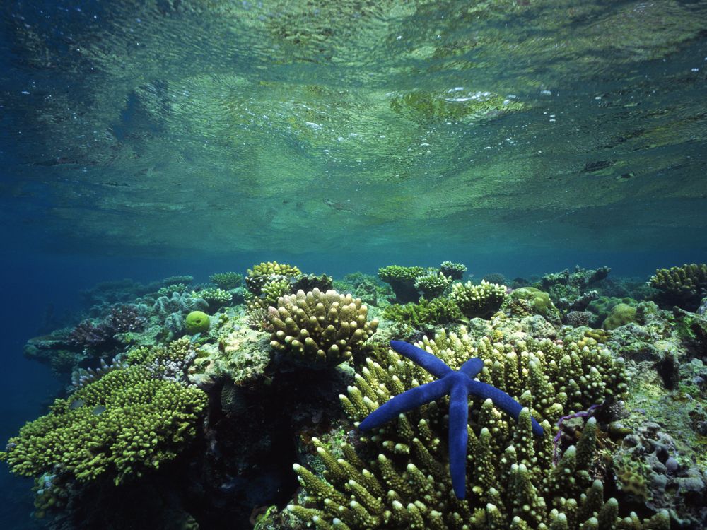 Starfish and other echinoderms are extremely important to the biodiversity of our oceans. (Image: Comstock Images/Stockbyte/Thinkstock) 

