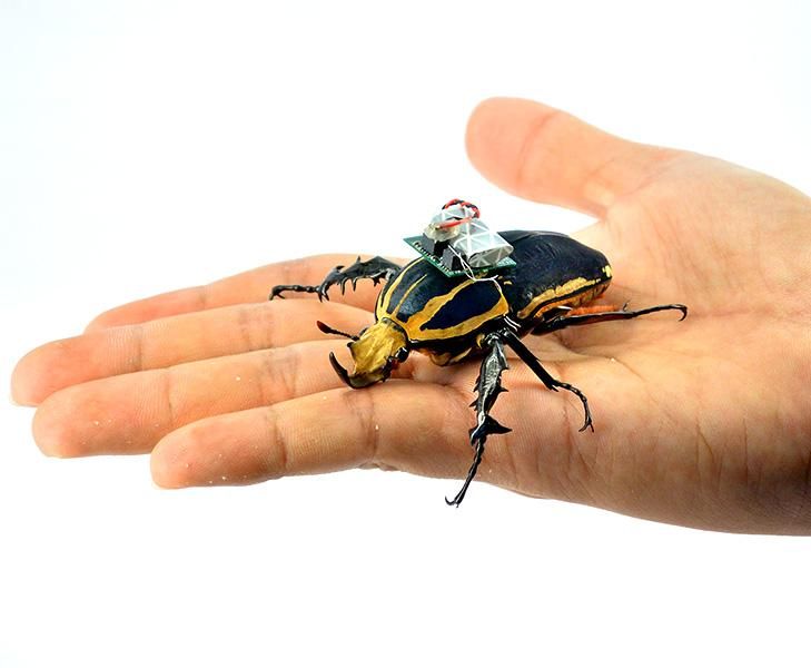 Cyborg Beetle