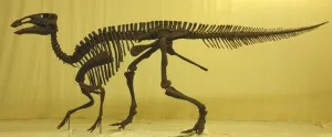 20110520083159figure-one-hadrosaur-pe-300x124.jpg