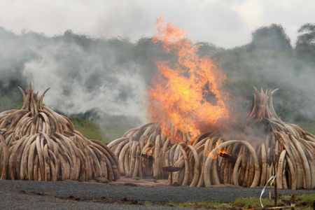 A record 105 tons of ivory was burned in Kenya in 2016, destroying tens of millions of dollars in illegal wildlife goods. 