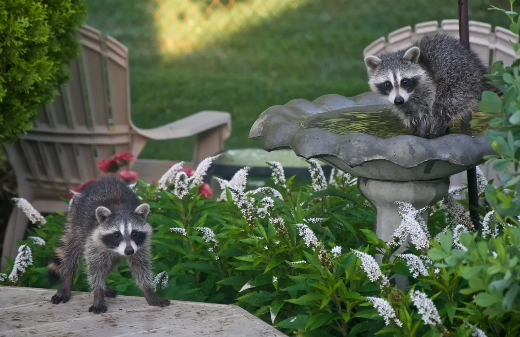 Suburban Raccoons | Smithsonian Photo Contest | Smithsonian Magazine