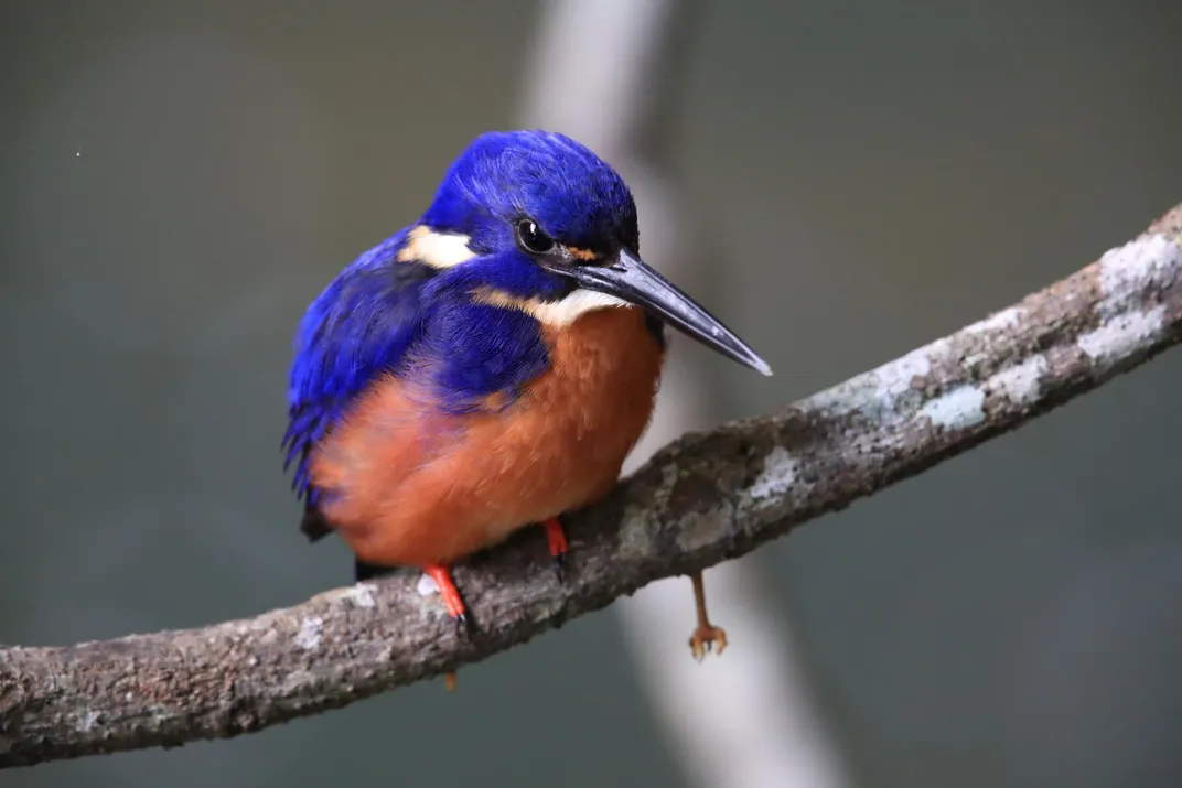 Australian Azure Kingfisher, Daintree Rainforest