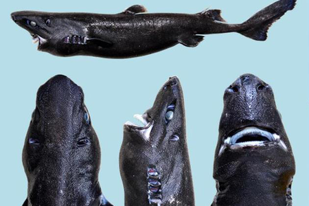 The newly-named "Ninja Lanternshark."