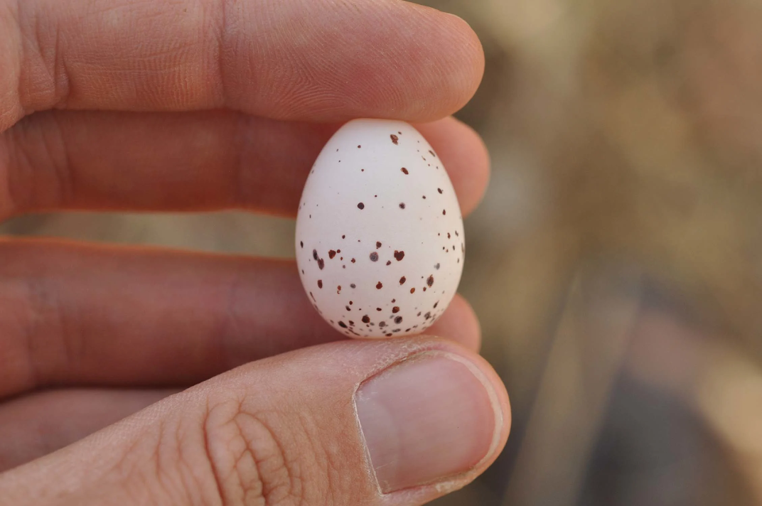 Tiny speckled egg in human hand