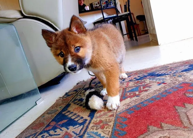 forsvinde berolige fløjl Lost Puppy Found in Australia Is Actually Rare Dingo, DNA Test Shows |  Smart News | Smithsonian Magazine