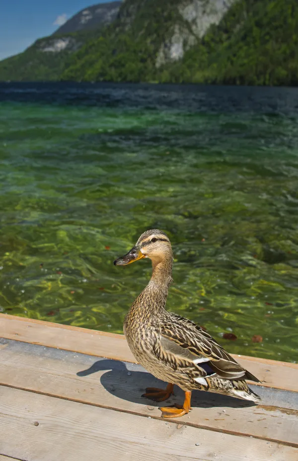 mallard in Konigsee thumbnail