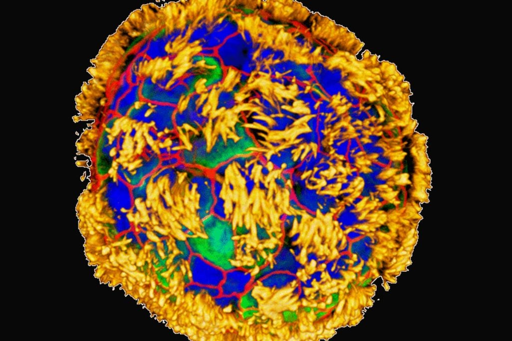 A colorful image of a clump of cells with hairlike structures on the outside