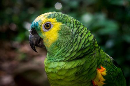 The blue-fronted Amazon parrot lives up to 66 years in the wild. 