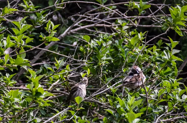House Sparrows Near My House thumbnail