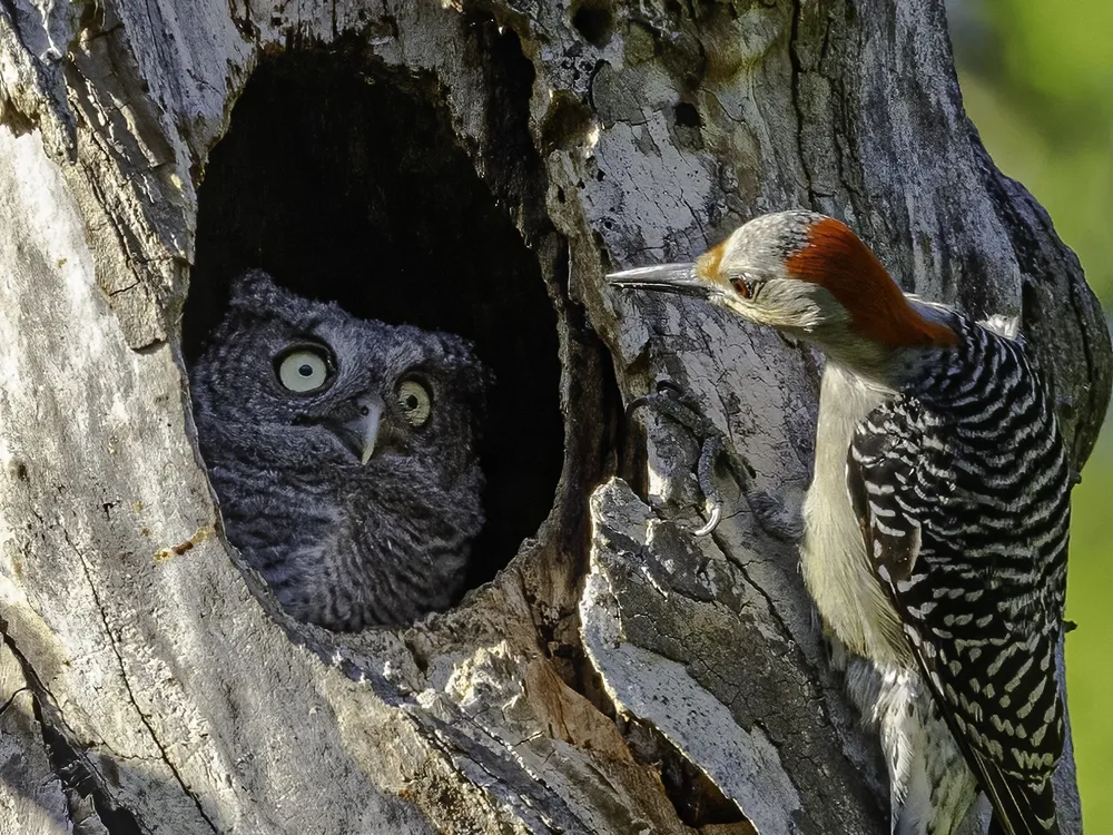 an owl with wide eyes looks out of a tree at a woodpecker