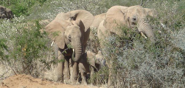 African elephants