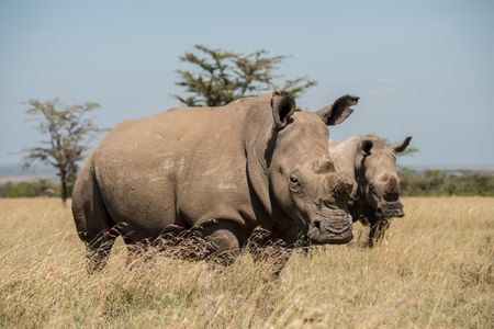 Fatu, born in 2000, is one of the world’s last two surviving northern white rhinos. In this 2013 photograph, she’s hanging out with southern white rhinos at Kenya’s Pejeta Nature Conservancy.