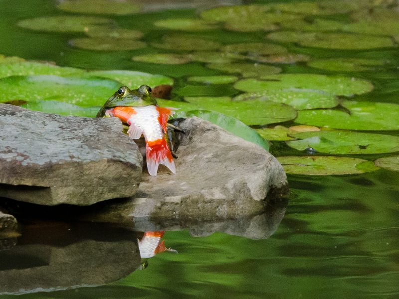 Bullfrog eats goldfish Smithsonian Photo Contest Smithsonian Magazine