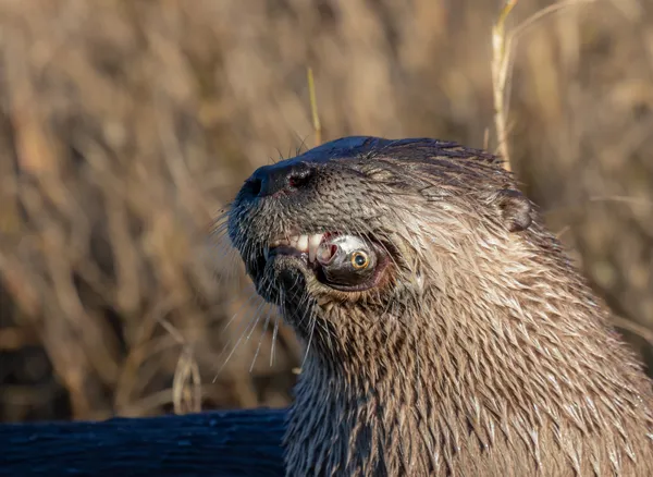 Oh My! North American River Otter and Mullet thumbnail