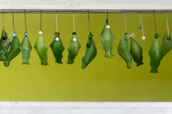 A row of chrysalises thumbnail