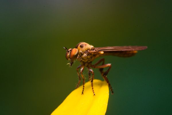 Robber Fly Profile thumbnail