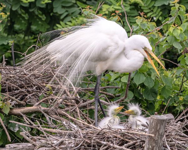 Egret with babies thumbnail