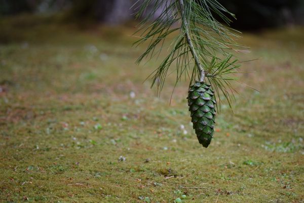 Pine Cone in Seattle Japanese Garden thumbnail