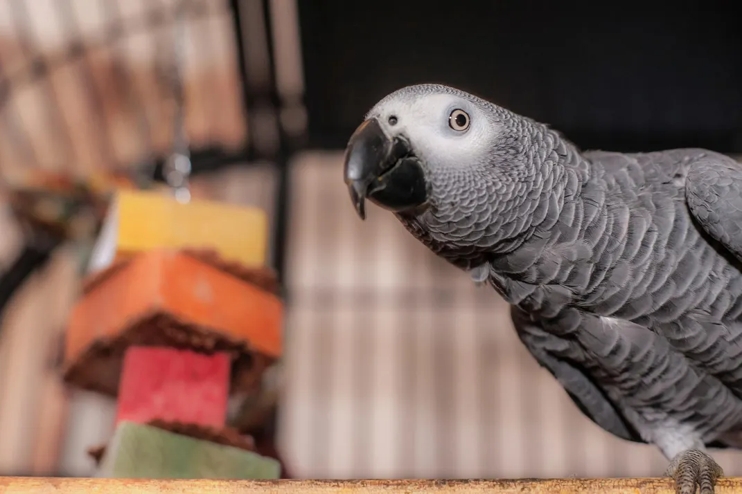 Parrot Animal Facts - A-Z Animals