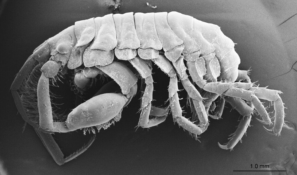Whale Shark Amphipod