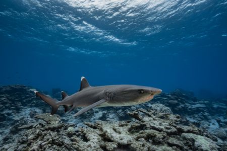 A white tip reef shark swims above the reef near the Gambier Islands, French Polynesia in 2018