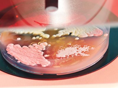 Streptomyces bacteria Social Media