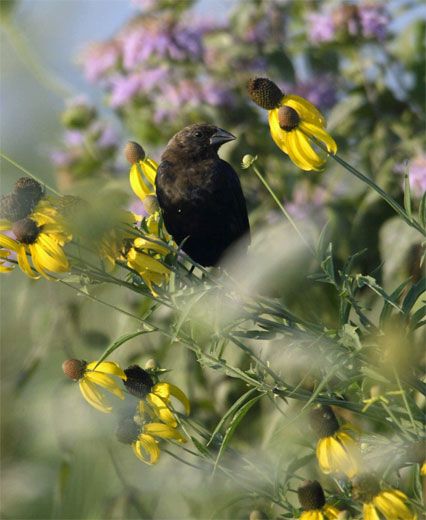 cowbird_male.jpg