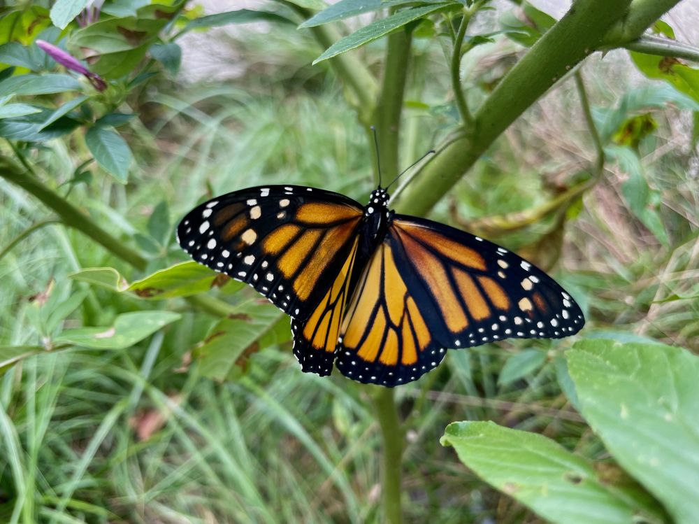 Monarch butterfly drying its wings after emerging from chrysalis.

I spotted this Monarch butterfly resting on a garden flower in August. It didn't startle and fly away when a companion and I approached it. Rather, it was gently moving its wings. My companion observed that it had probably just emerged from its chrysalis and was letting its wings dry before it took flight. We were sorry to have missed its emergence but thrilled to see such a magnificent Monarch at such close range.