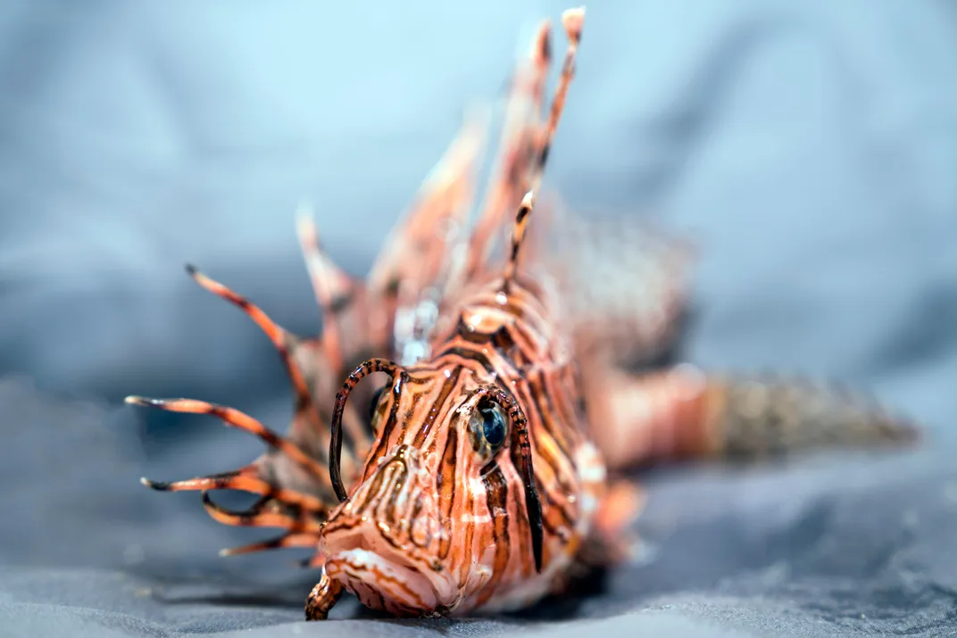 Lionfish spines