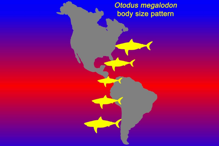 Body size patterns in megalodons